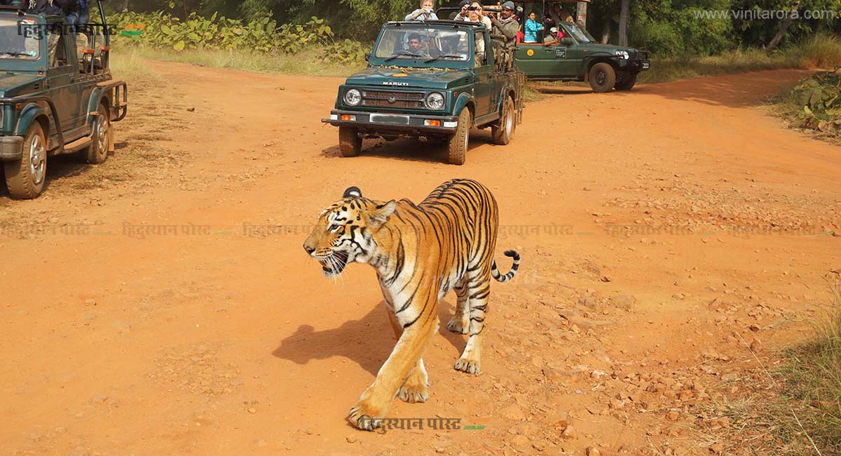 Tadoba maya tiger 1