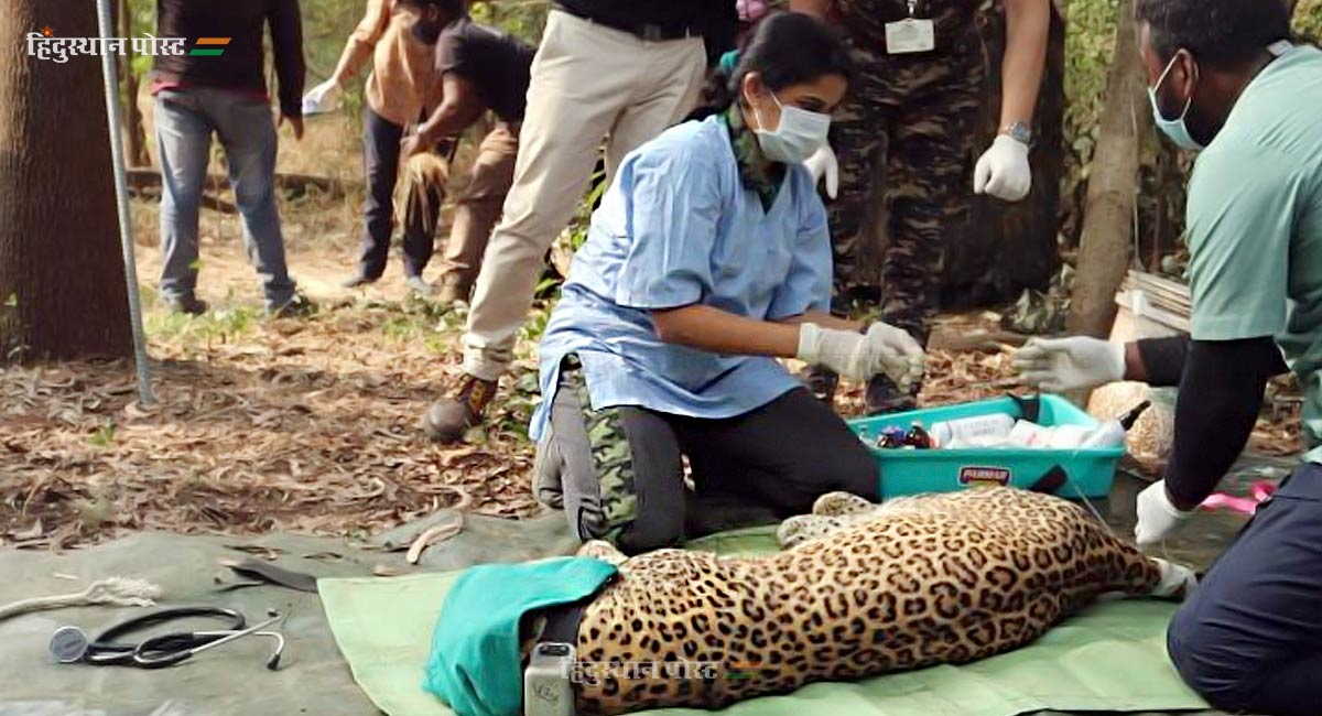 Red Collar Leopard 1