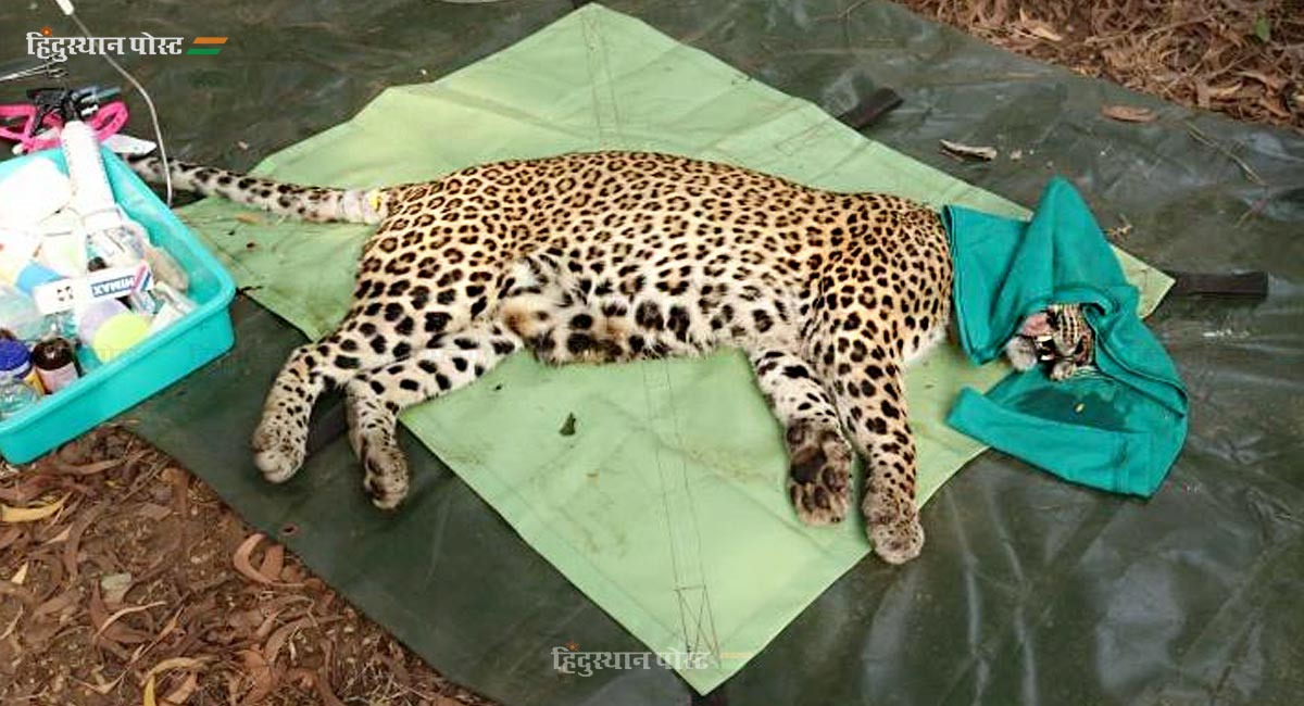 Red Collar Leopard 2