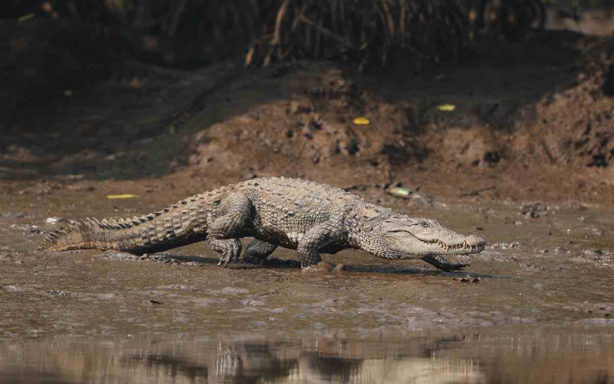 crocodile