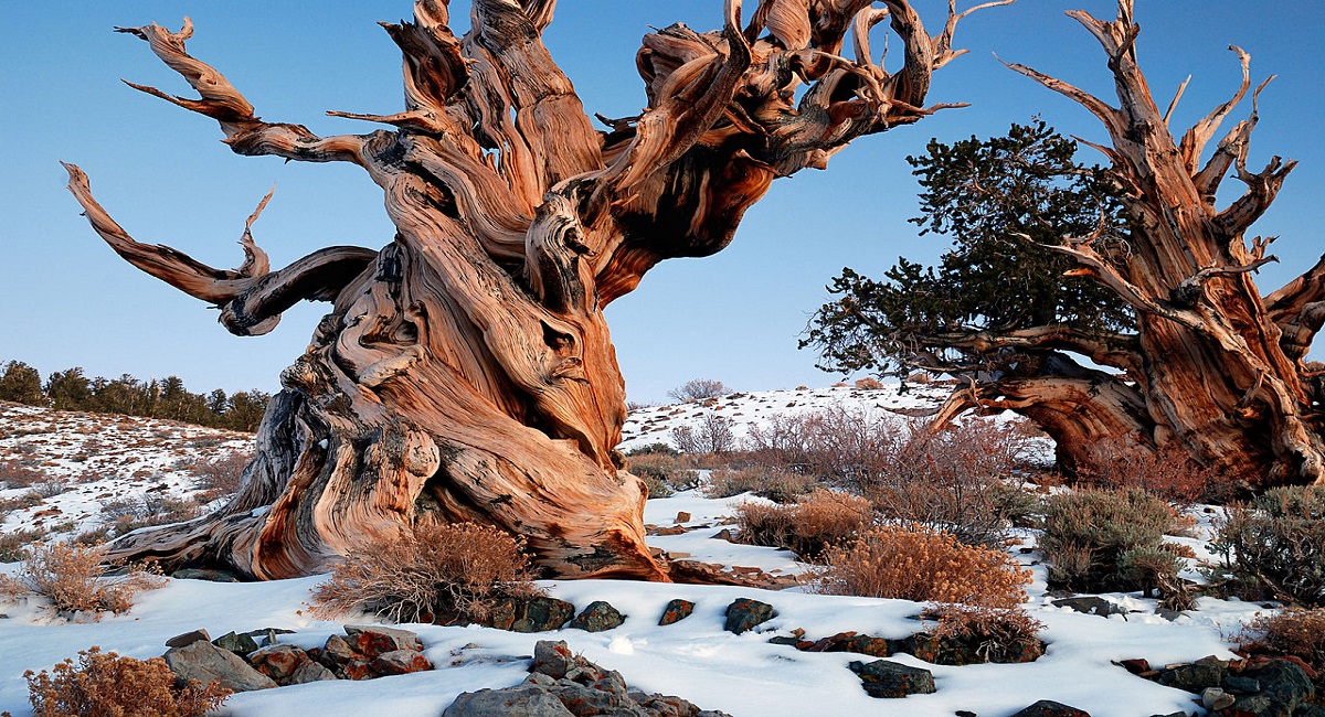 1280px Gnarly Bristlecone Pine