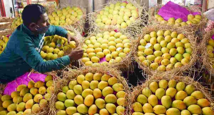 Mango Season आंबा