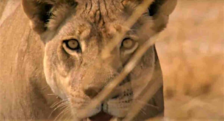 Wild Animals : राज्यात वर्षभरात वन्यप्राण्यांच्या हल्ल्यात ७०२१ प्राण्यांचा मृत्यू