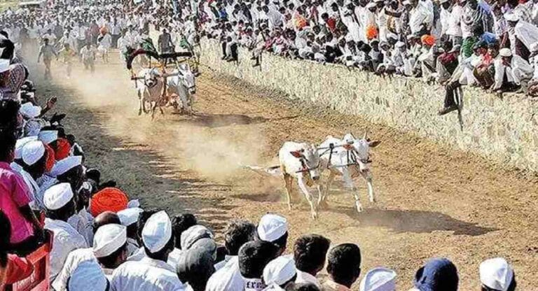 bullock cart race : बैलगाडी शर्यतीला सर्वोच्च न्यायालयाकडून परवानगी