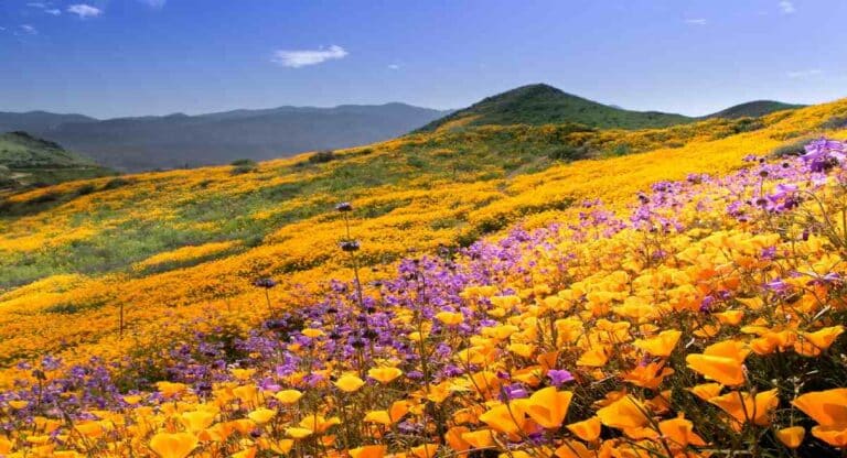 Flowers : फुलांना सुवास असतो तर काही फुलांना दुर्गंध येतो; ‘ही’ आहेत जगातली विचित्र फुले