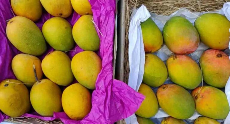 Mango : अवकाळी पावसाने आंब्याचे दर गडगडले