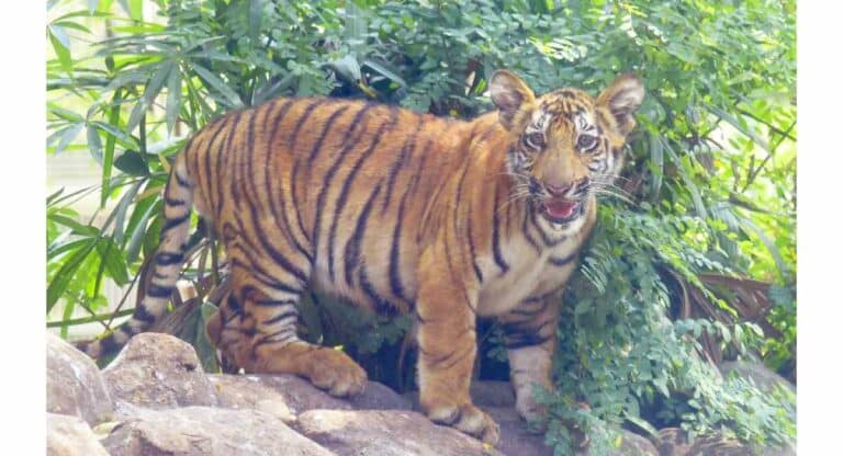 byculla zoo : राणीबागेत अनुभवा ‘जय’ आणि ‘रुद्र’ सह डोरा, सिरी, निमो यांचा रुबाब