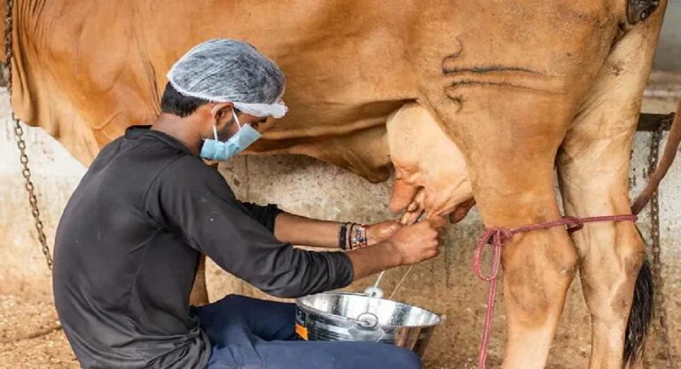 गायीच्या दुधाला प्रतिलिटर ३४ रुपयांचा किमान दर; राज्य सरकारचा निर्णय