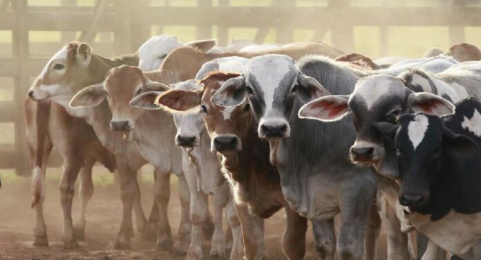 Livestock Sector : पशुधन क्षेत्रासाठीच्या पहिल्या 