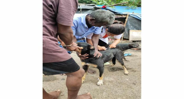 Stray Dogs : मुंबईत मागील ९ वर्षांमध्ये ६९ हजार भटक्या कुत्र्यांची वाढली संख्या