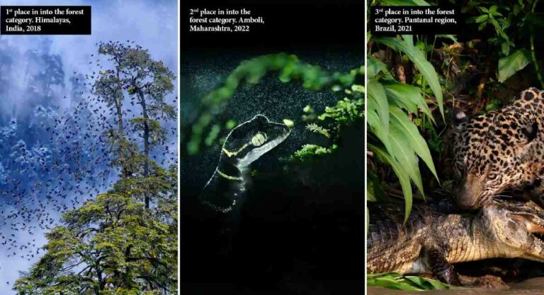 Global Environmental photography award : ग्लोबल एन्व्हायरमेंटल फोटोग्राफी पुरस्कारावर तीन भारतीय छायाचित्रकारांनी कोरले नाव