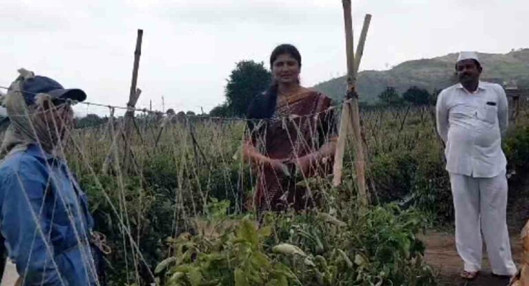 Tomato : पती पत्नीचे नियोजन, टोमॅटोने शेतकऱ्याला बनवले करोडपती; अनेक शेतकरी झाले मालामाल