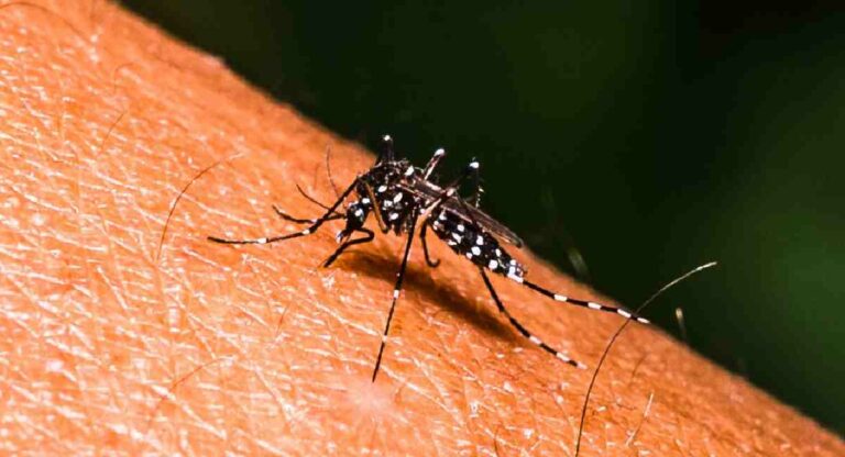 Dengue : डासांपासून वाचण्यासाठी काळजी घ्या आणि डेंग्यूपासून स्वतःचा बचाव करा