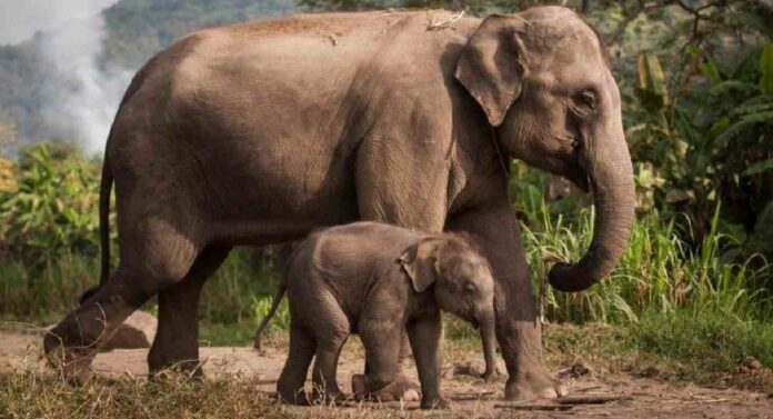 Conservation of Elephants : देशातील हत्तींचे डीएनए जतन होणार