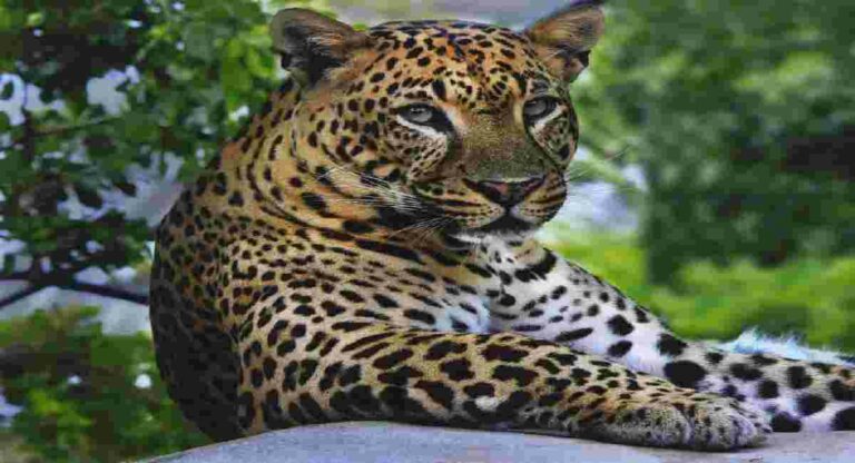 Wild Animal Attacks : वन्यप्राण्यांच्या हल्ल्यांत मृत्यू झाल्यास आता वारसांना मिळणार २५ लाखांची मदत