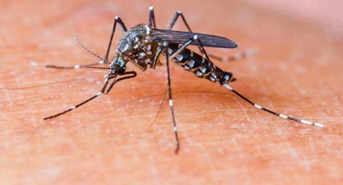 Malaria : ऑगस्ट महिन्यात पाऊस कमी होताच गेस्ट्रॉऐवजी मलेरियाने डोके वर काढले