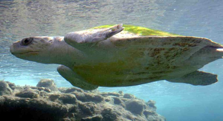 Olive Ridley Turtle : सॅटेलाईट टॅगिंग केलेले कासव रमले बंगालच्या उपसागरात