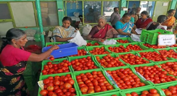 Tomato Prices : काही आठवड्यांत टोमॅटोच्या किमती ३०० प्रती किलोवरून १५ रुपयांवर 