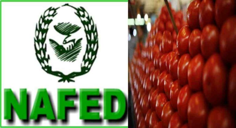 Tomato : केंद्र सरकारचे नाफेड आणि NCCF ला ५० रुपये प्रती किलोने टोमॅटो विकण्याचे निर्देश