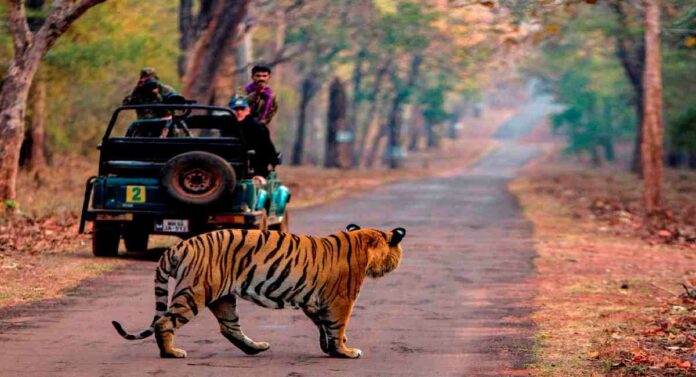 Tadoba National Park : उत्तम आचरणाने ताडोबातील पर्यटकांची मने जिंका - वनमंत्र्यांचा स्थानिक ग्रामस्थ आणि प्रशासनाला सल्ला