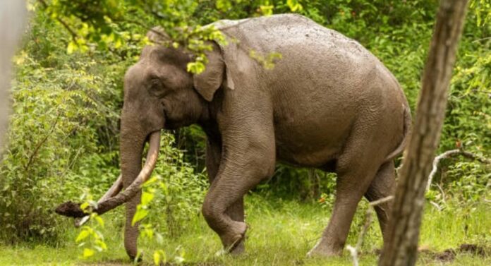 Asiatic elephant : भारतातील सर्वात वयोवृद्ध आशियाई पाळीव हत्ती 89व्या वर्षी मरण पावला