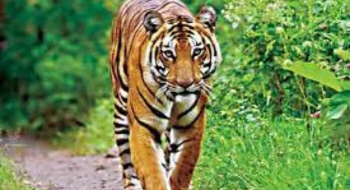 Tiger Migration : उत्तराखंडमधून स्थलांतरित झालेला वाघ हिमाचल प्रदेशात सापडला