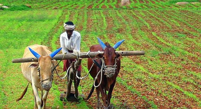 Crop Compensation: पंतप्रधान पीक विमा योजनेंतर्गत मूग आणि बाजरी पिकाला नुकसानभरपाई मिळणार