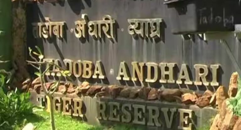 Tadoba Safari Bookings Scam :  ताडोबा जंगल सफर ऑनलाईन बुकिंगमध्ये गैरव्यवहार; रिसॉर्ट, जिप्सी, टॅक्सी बुकिंग ठप्प