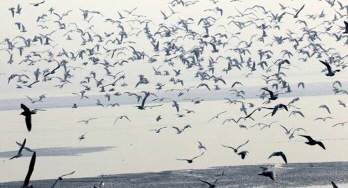 Bird Species: भारतातील पक्ष्यांच्या 60 टक्के प्रजाती कमी झाल्या, पक्षीनिरीक्षकांचा अहवाल