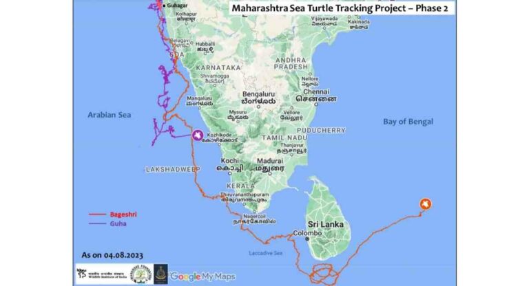 Satellite tagged : सॅटलाईट टॅग ऑलिव्ह रीडले कासव प्रकल्पाला पहिले वहिले मोठे यश