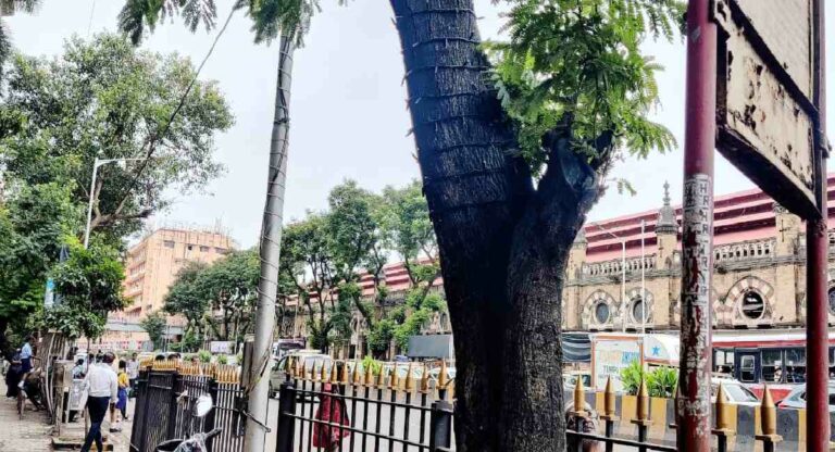 Shivaji Park : झाडांसह विजेच्या खांबांवरील एलईडीच्या रोषणाईचे बटन ‘स्वीच ऑफ’