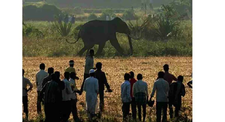 Wildlife Animal : राज्यात वन्य प्राण्यांच्या हल्ल्यातील नुकसानभरपाईची किंमत वाढली