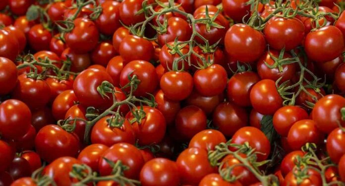 Cherry Tomato : चेरी टोमॅटोमध्ये आहेत 'हे' औषधी गुण 