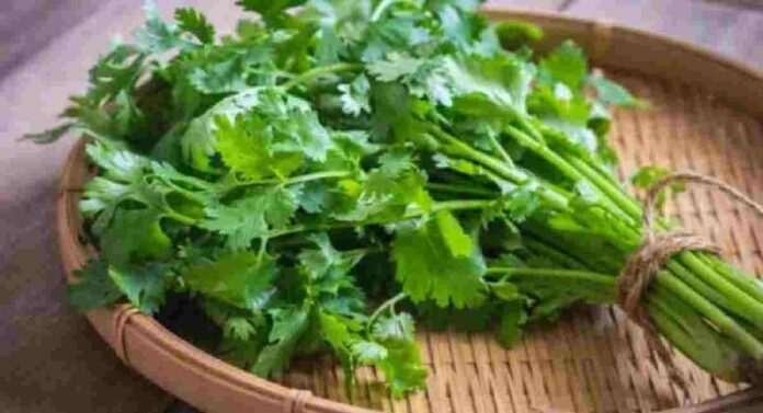 Coriander expensive: पावसामुळे कोथिंबीर महागली, एका जुडीसाठी मोजावे लागतात 'एवढे' पैसे