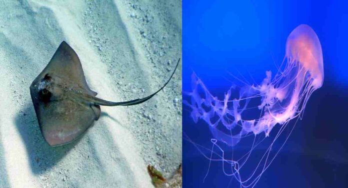 Sting Ray - Jellyfish : समुद्र किनारपट्टयांवर 'स्टिंग रे', 'जेलीफीश'चा वावर, गणेश भक्तांसाठी धोक्याची सुचना