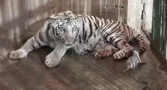 Ceremony of Tigress Calf : बछड्याच्या नामकरण सोहळ्यालाही राजकीय रंग, 'आदित्य' नावाला सुधीर मुनगंटीवारांचा विरोध