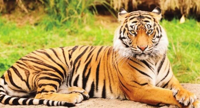 Tiger Trafficking : देशात वाघांच्या तस्करीचे प्रमाण वाढले, वर्षभरात १४६ वाघांचा मृत्यूची नोंद