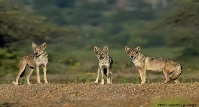 Malran Safari : माळरानाच्या संवर्धानासाठी महाराष्ट्रात पहिल्यांदाच अनोखा प्रयोग, वनविभागाने घेतला पुढाकार