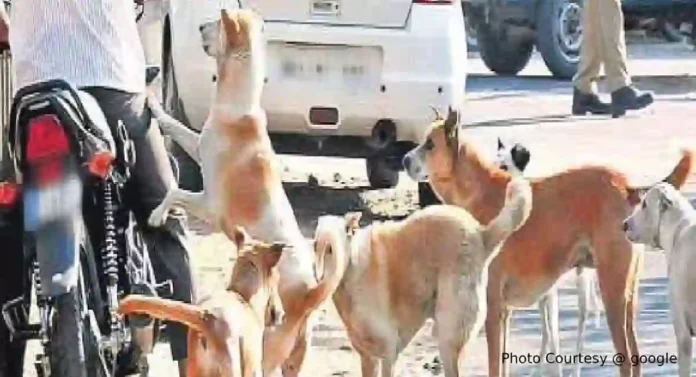 Stray Dogs : कुत्रा चावल्यास काय कराल ? 'ही' लक्षणे ठरू शकतात घातक