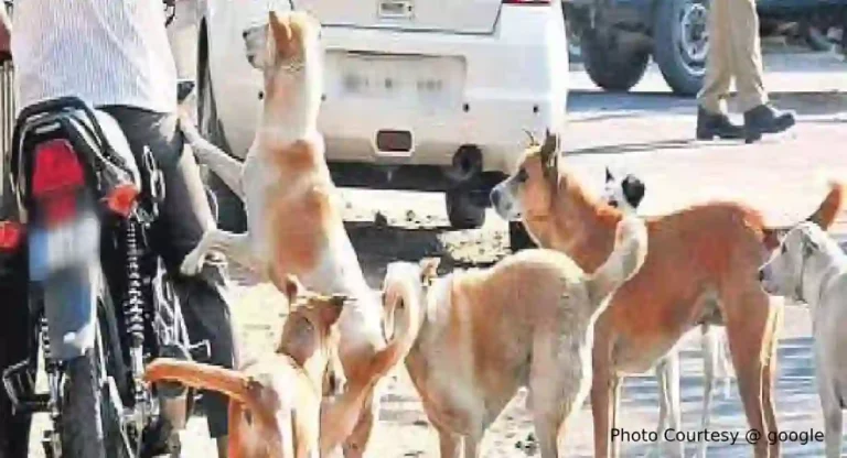 Stray Dogs : कुत्रा चावल्यास काय कराल ? ‘ही’ लक्षणे ठरू शकतात घातक 