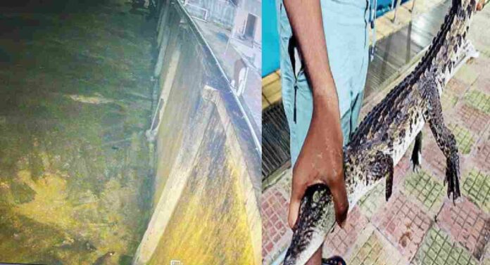 Baby Crocodile In Swimming Pool : प्राणीसंग्रहालयाच्या मालकावर गुन्हा नोंद करा; मनसेचे संदीप देशपांडे यांनी दिला व्हिडिओ