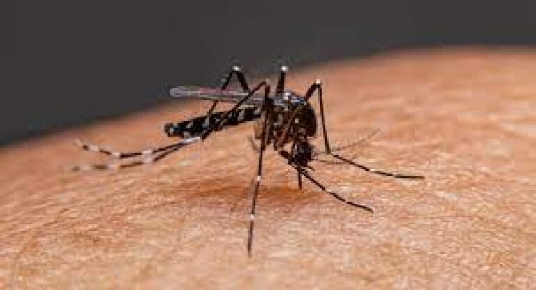 Dengue : पुण्यात डेंग्यूची रुग्णसंख्या वाढली, आरोग्य विभागाकडून ‘या’ प्रतिबंधित योजना सुरू