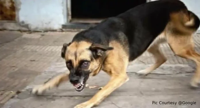 Mumbai Street Dogs : मुंबईत भटक्या कुत्र्यांसाठी निवारागृह बांधण्याची शेवाळेंची मागणी