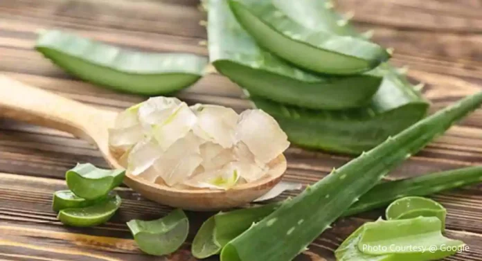 Aloe Vera For Hair Loss : कोरफडीच्या 'अशा' वापराने होईल केसगळती गायब