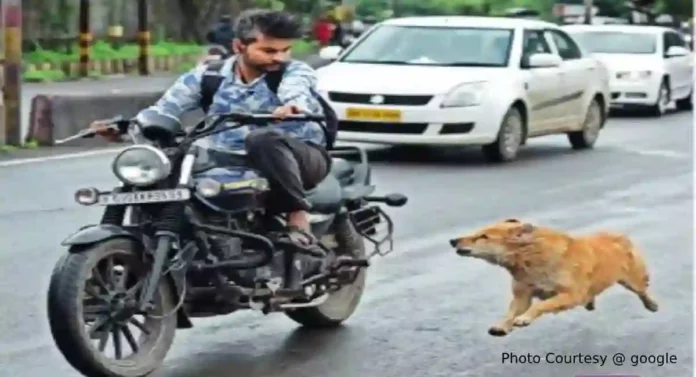 Stray Dogs In Thane : नऊ महिन्यांत ३० हजार २६ जणांना भटक्या कुत्र्यांनी घेतला चावा