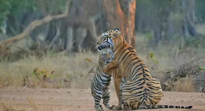 Maya Tigress : 'माया' वाघिण बेपत्ता, ताडोबा प्रशासनाकडून शोधाशोध सुरू