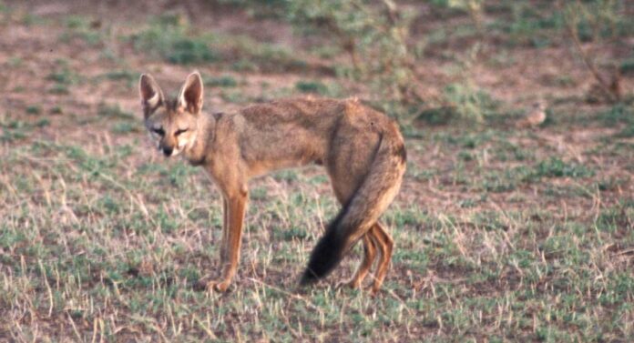 Wolf Conservation : राज्यात लांडगा संवर्धनासाठी 'पुणे मॉडेल' राबवणार, जाणून घ्या खास काय आहे प्लॅन