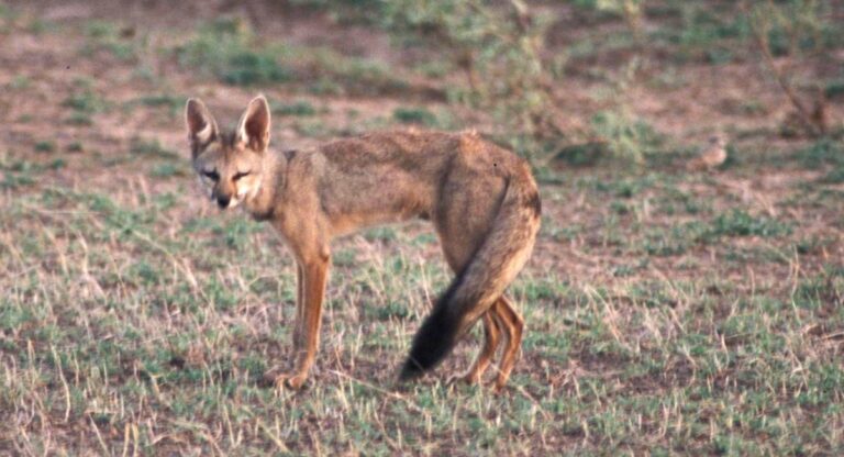 Wolf Conservation : राज्यात लांडगा संवर्धनासाठी ‘पुणे मॉडेल’ राबवणार, जाणून घ्या खास काय आहे प्लॅन