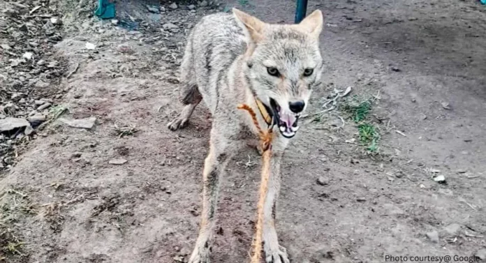 Golden Jackal: सांगलीतील ऊस कामगारांच्या वसाहतीत शिरला सोनेरी कोल्हा