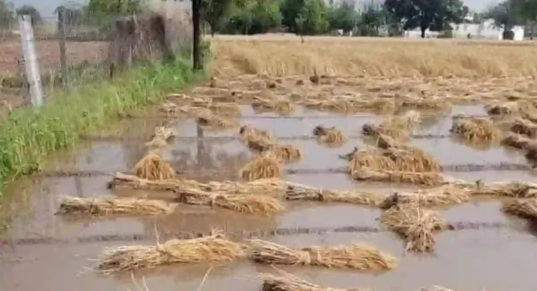 Unseasonal Rain : राज्यात अवकाळी पावसामुळे द्राक्ष बागांना धोका